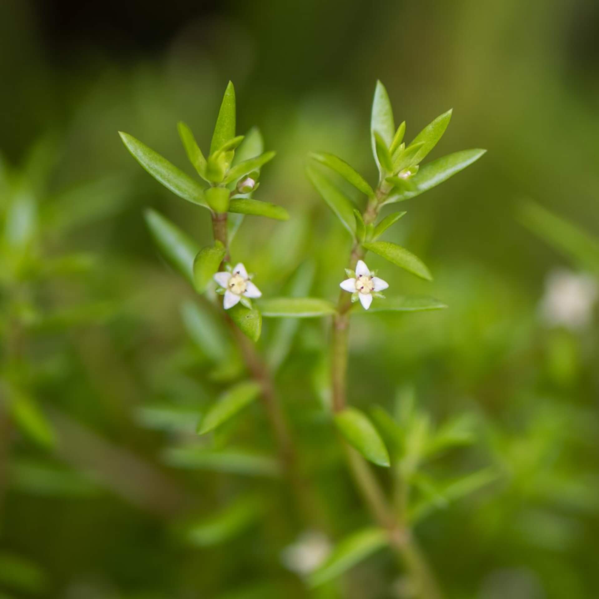 Nadelkraut (Crassula helmsii)