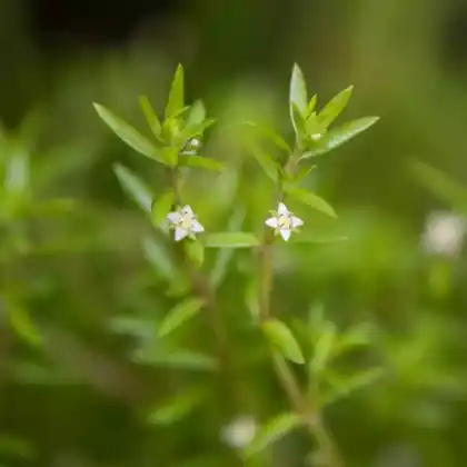Foto von Nadelkraut (Crassula helmsii)