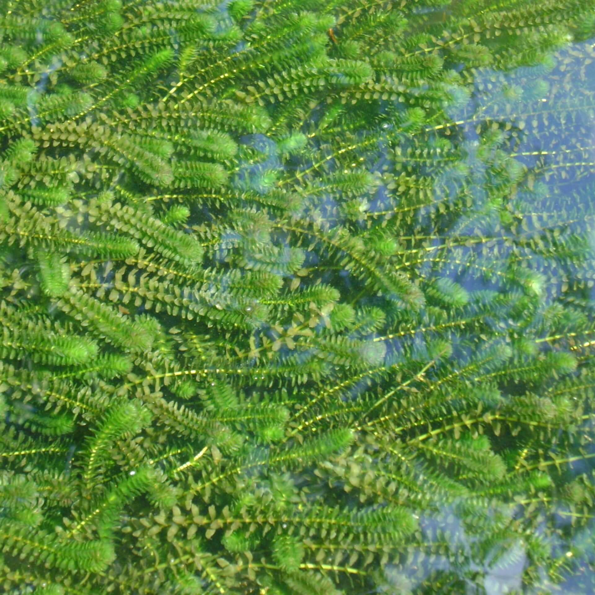 Kanadische Wasserpest (Elodea canadensis)