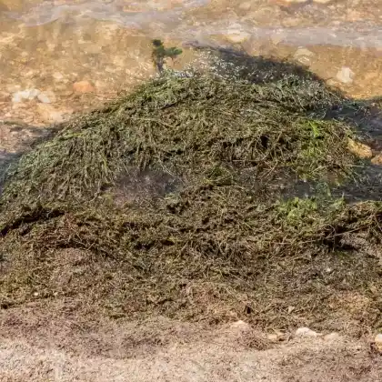 Foto von Schmalblättrige Wasserpest (Elodea nuttallii)