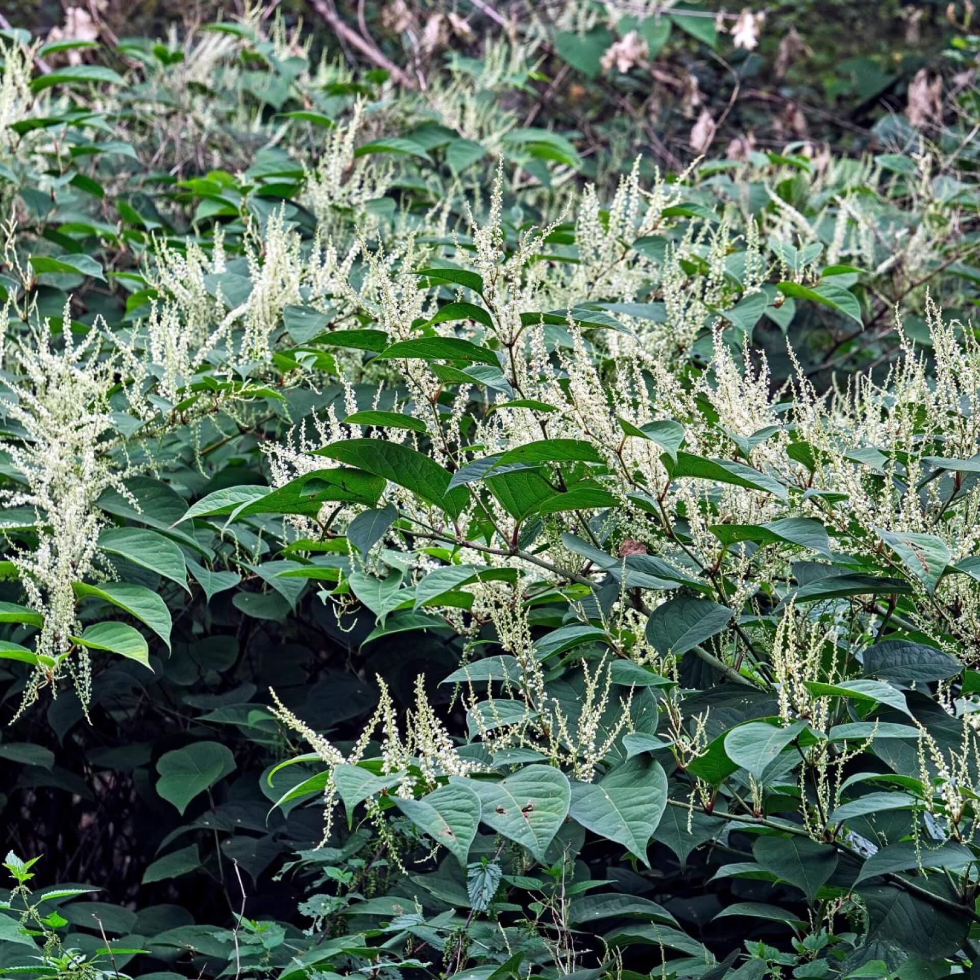 Japanischer Staudenknöterich (Fallopia japonica)