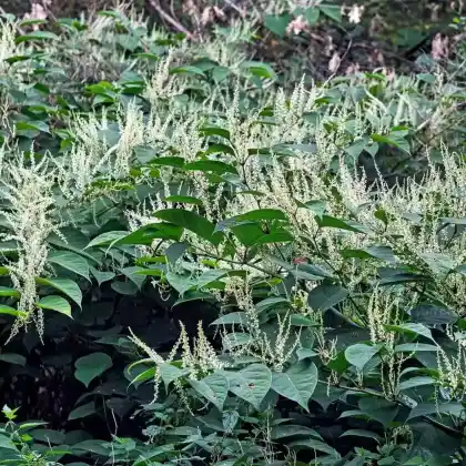 Foto von Japanischer Staudenknöterich (Fallopia japonica)