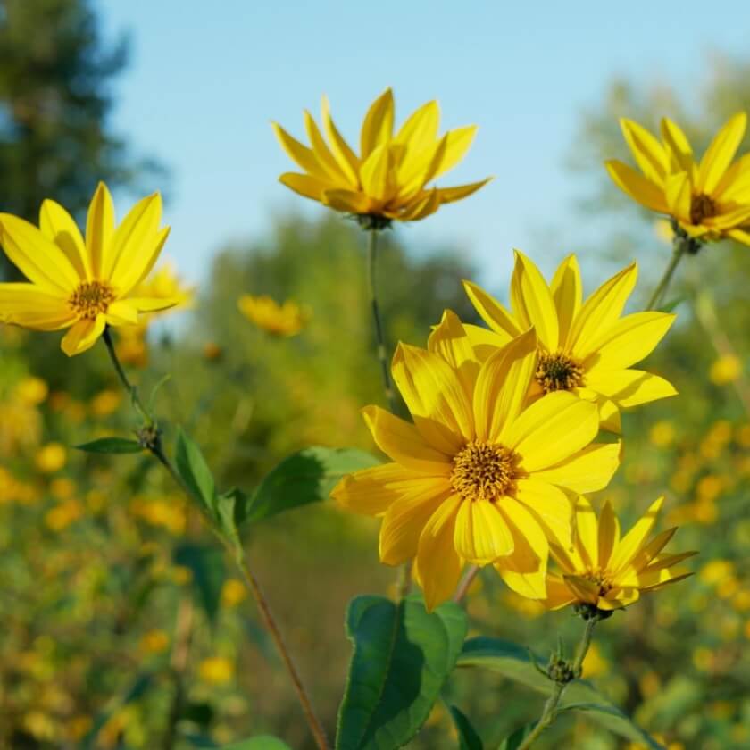 Topinambur / Helianthus tuberosus