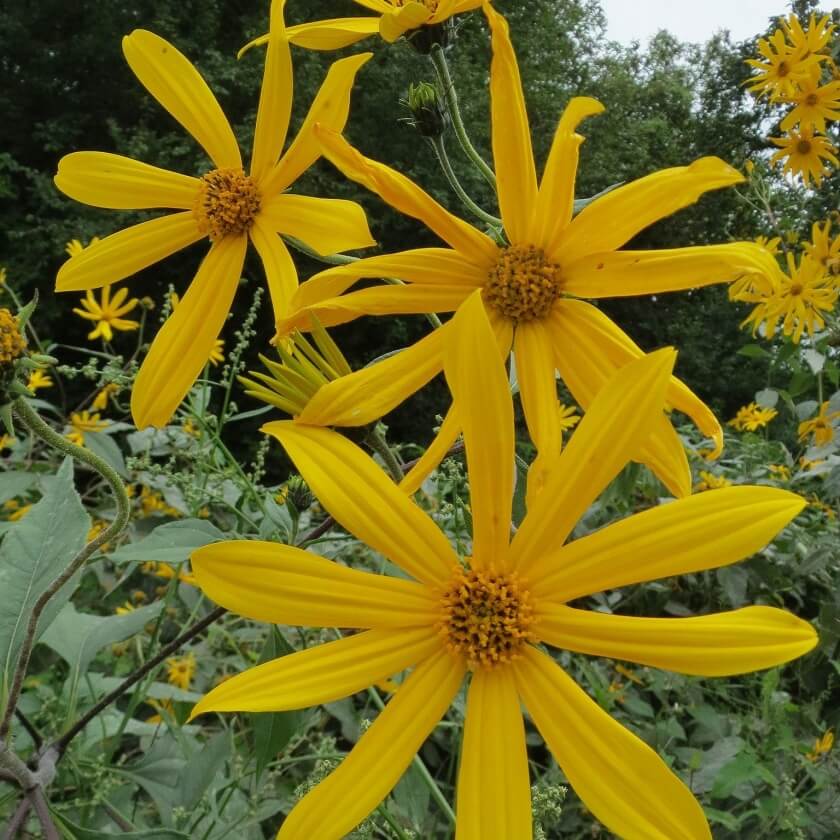 Topinambur / Helianthus tuberosus