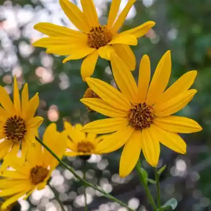 Foto von Topinambur (Helianthus tuberosus)
