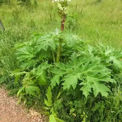Foto von Riesen-Bärenklau (Heracleum mantegazzianum)
