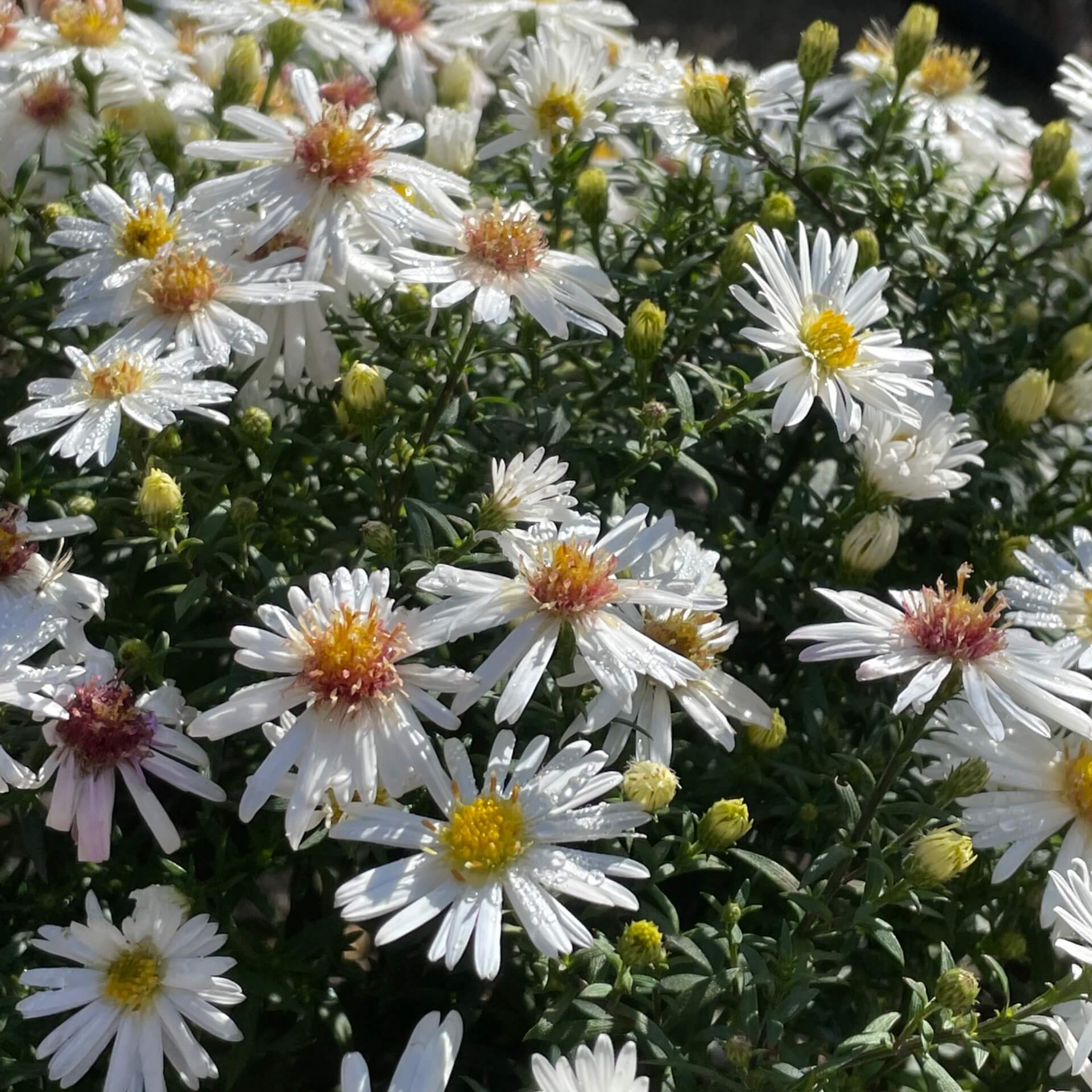 Kissen-Aster 'Niobe' (Aster dumosus 'Niobe')