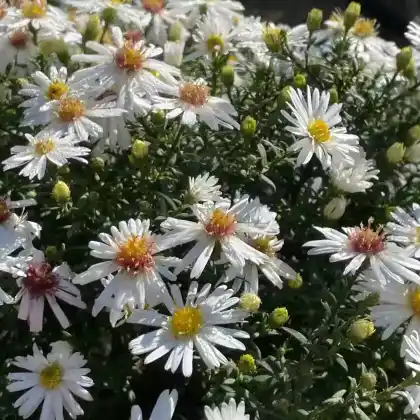 Foto von Kissen-Aster 'Niobe' (Aster dumosus 'Niobe')