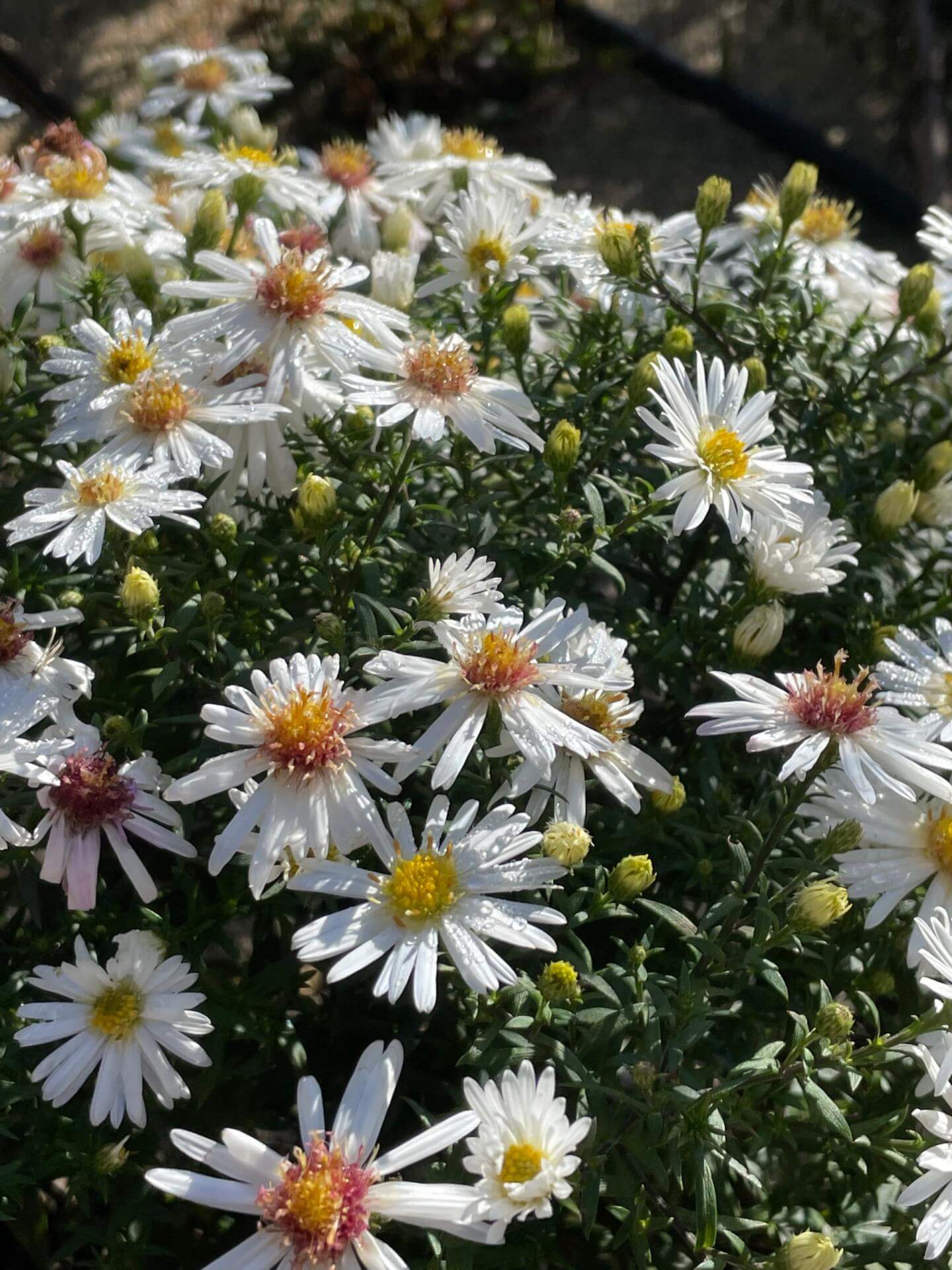 KissenAster 'Niobe' / Aster dumosus 'Niobe'