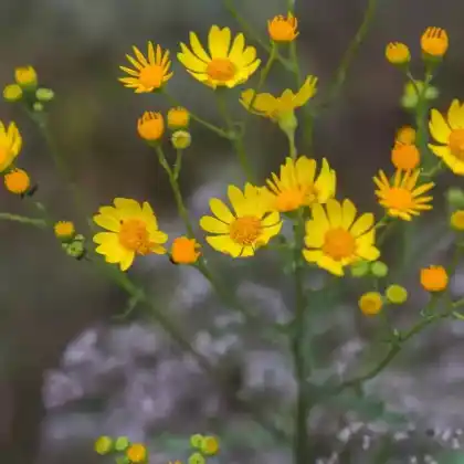 Foto von Schmalblättriges Greiskraut (Senecio inaequidens)