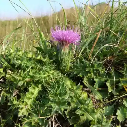 Foto von Stängellose Kratzdistel (Cirsium acaule)