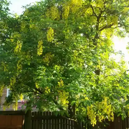 Foto von Edelgoldregen 'Vossii' (Laburnum watereri 'Vossii')