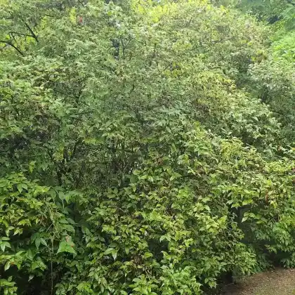 Foto von Koreanische Abelie (Abelia mosanensis)