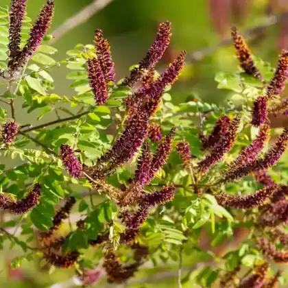 Foto von Bastardindigo (Amorpha fruticosa)