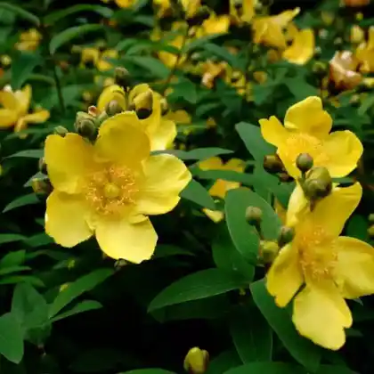 Foto von Großblumiges Johanniskraut (Hypericum patulum)