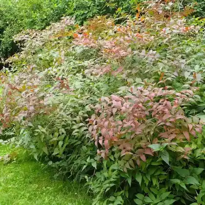 Foto von Amerikanische Weigelie (Diervilla splendens)