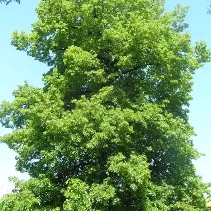 Foto von Krim-Linde (Tilia euchlora)