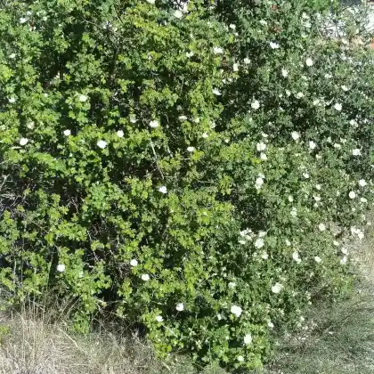 Foto von Griffel-Rose (Rosa stylosa)