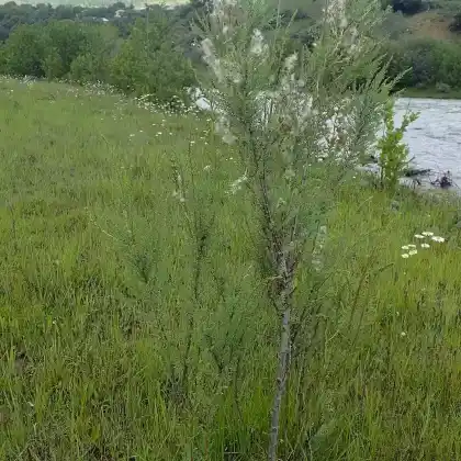 Foto von Deutsche Tamariske (Myricaria germanica)