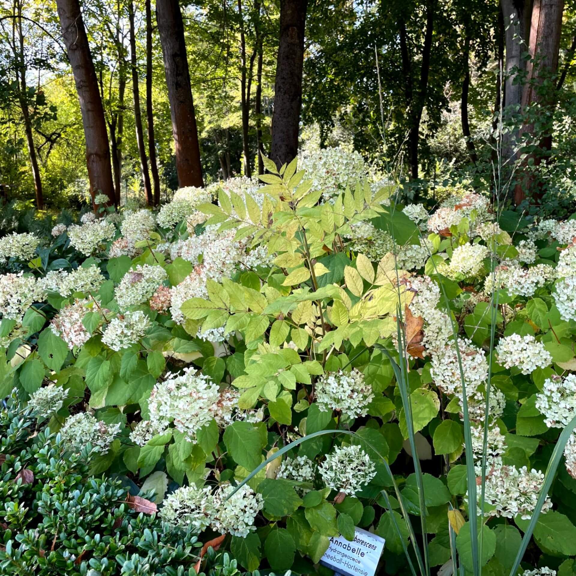 Ballhortensie 'Annabelle' (Hydrangea arborescens 'Annabelle')