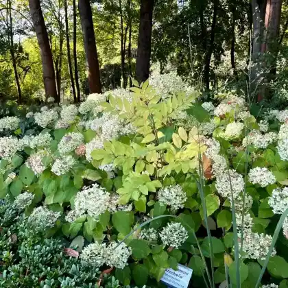 Foto von Ballhortensie 'Annabelle' (Hydrangea arborescens 'Annabelle')