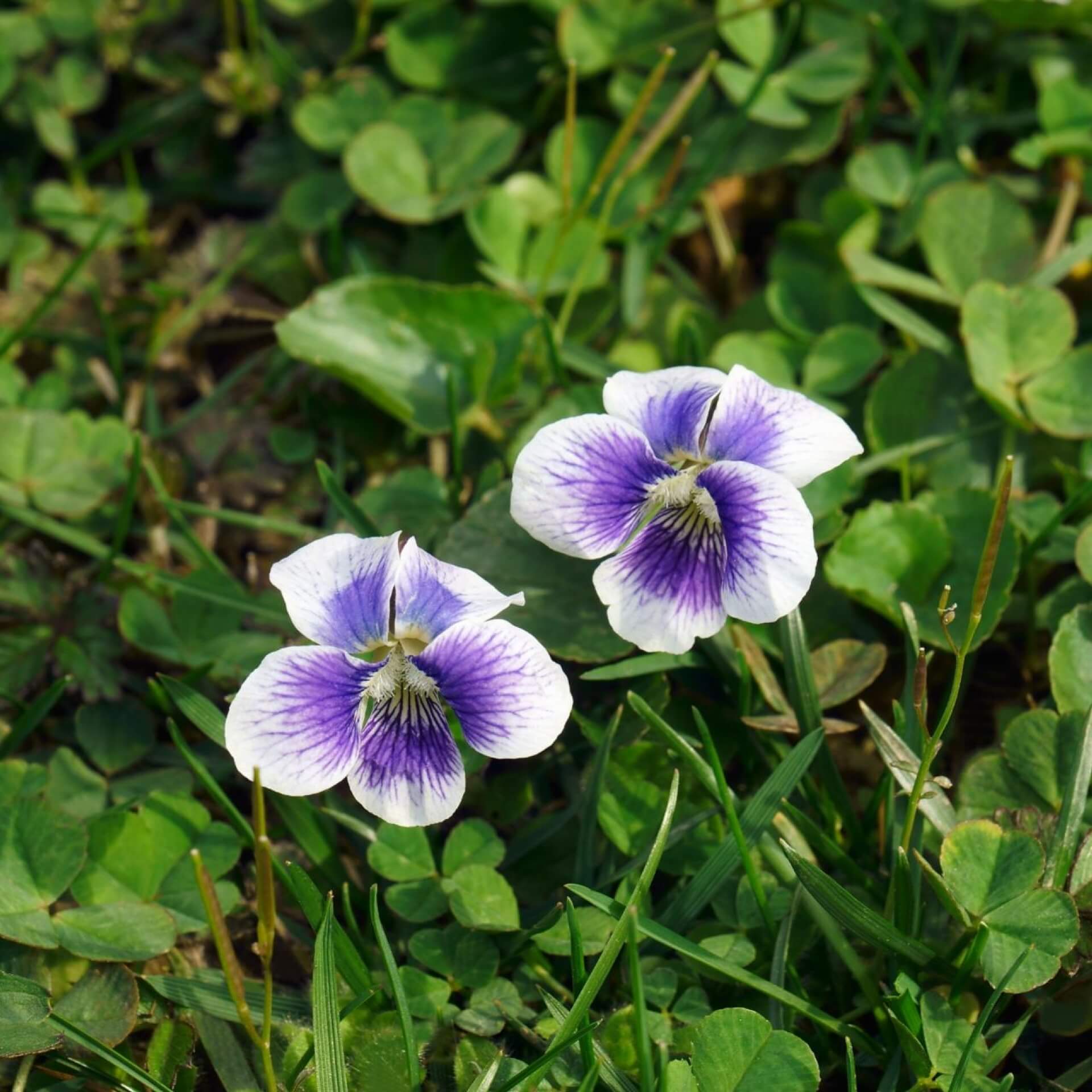 Pfingst-Veilchen (Viola sororia)