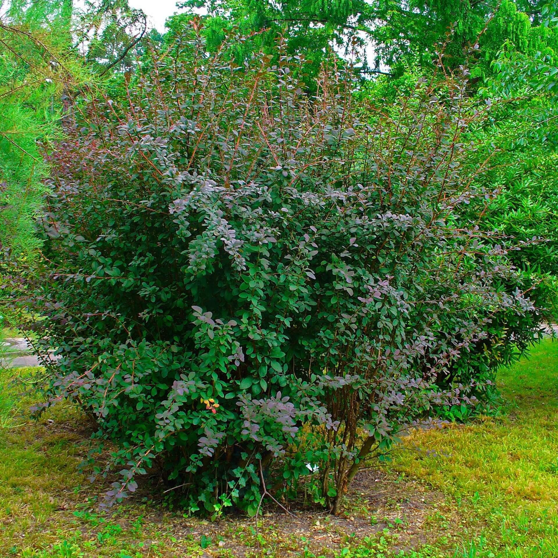 Rotlaubiger Sauerdorn (Berberis vulgaris 'Atropurpurea')