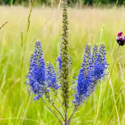 Foto von Langblättriger Ehrenpreis (Veronica longifolia)