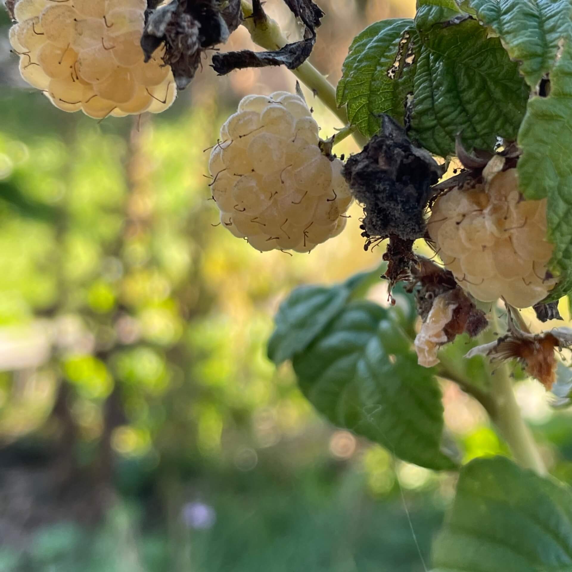 Zwerg-Himbeere Lowberry ® 'Goodasgold' (Rubus idaeus Lowberry 'Goodasgold')