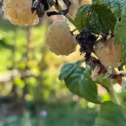 Foto von Zwerg-Himbeere Lowberry ® 'Goodasgold' (Rubus idaeus Lowberry 'Goodasgold')