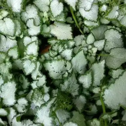 Foto von Gefleckte Taubnessel 'Beacon Silver' (Lamium maculatum 'Beacon Silver')