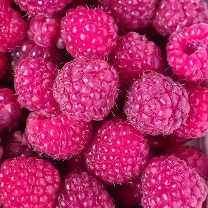 Foto von Himbeere 'Twotimer ® Sugana ®' (Rubus idaeus 'Twotimer Sugana')