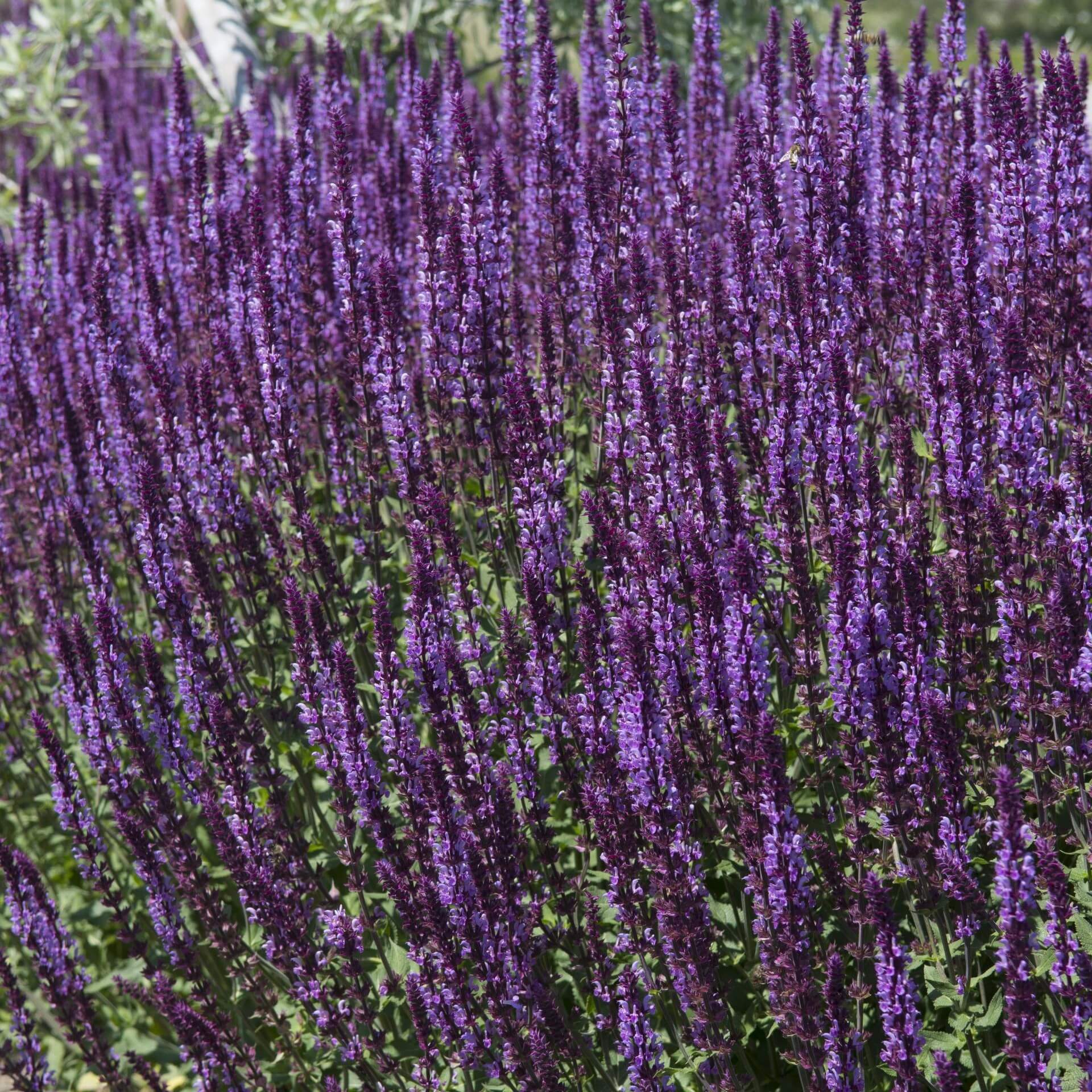 Steppensalbei 'Ostfriesland Kompakt' (Salvia nemorosa 'Ostfriesland Kompakt')