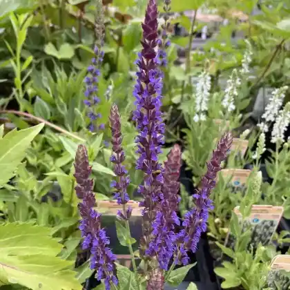 Foto von Steppensalbei 'Ostfriesland Kompakt' (Salvia nemorosa 'Ostfriesland Kompakt')
