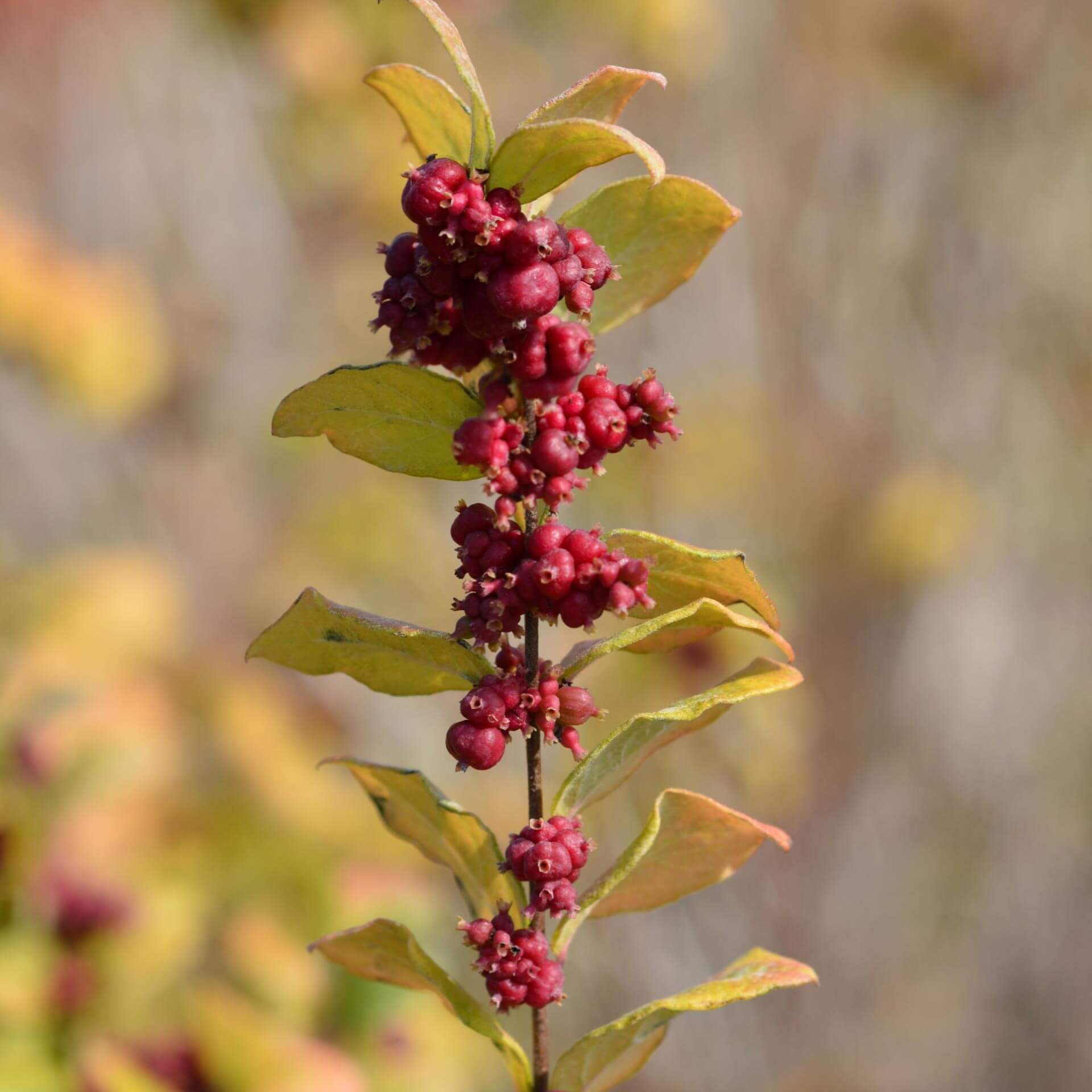 Amethystbeere 'Magic Berry' (Symphoricarpos doorenbosii 'Magic Berry')