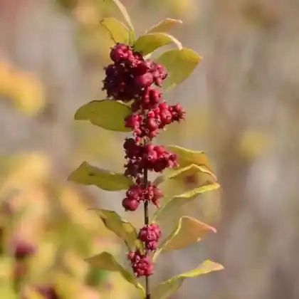Foto von Amethystbeere 'Magic Berry' (Symphoricarpos doorenbosii 'Magic Berry')