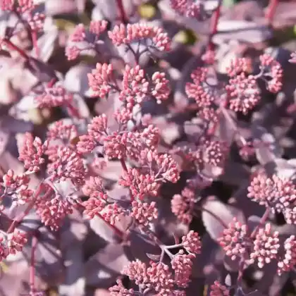 Foto von Purpur-Fetthenne 'Karfunkelstein' (Sedum telephium 'Karfunkelstein')