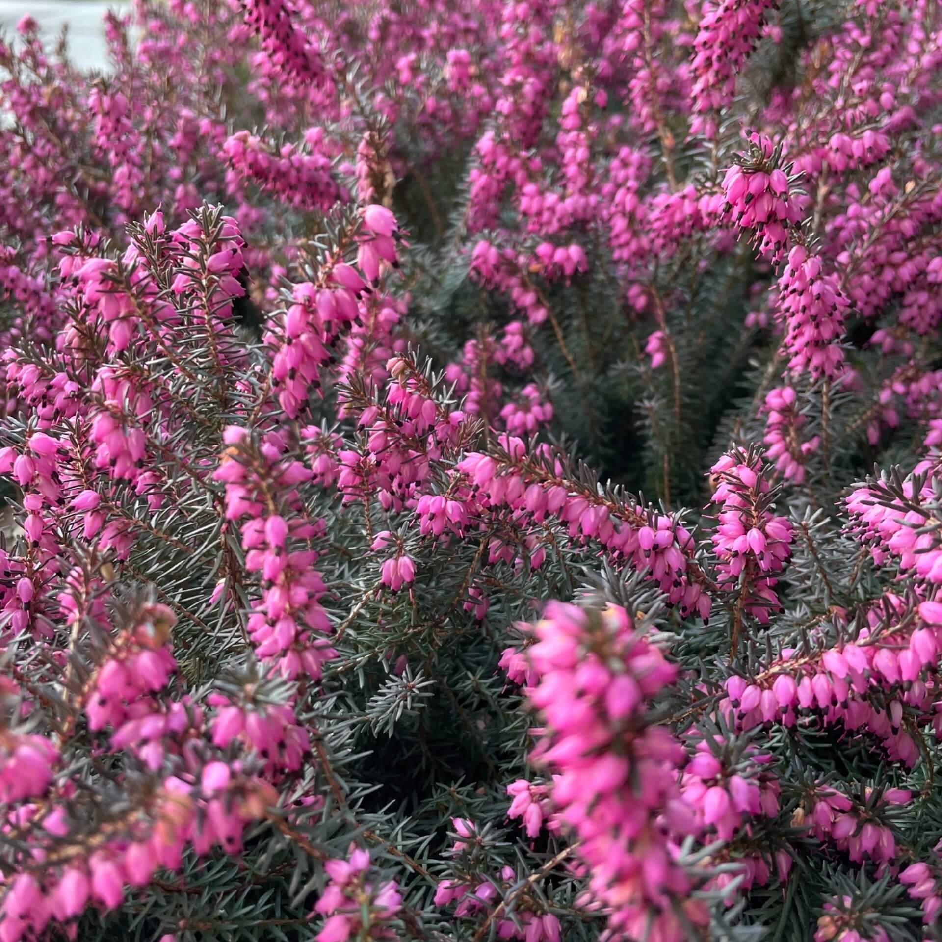 Winterblühende Heide 'Kramer's Rote' (Erica x darleyensis 'Kramer's Rote')