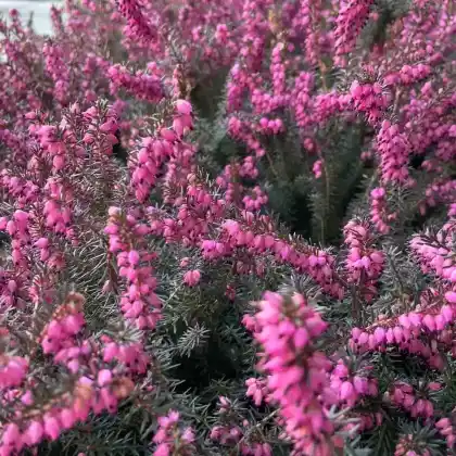 Foto von Winterblühende Heide 'Kramer's Rote' (Erica x darleyensis 'Kramer's Rote')