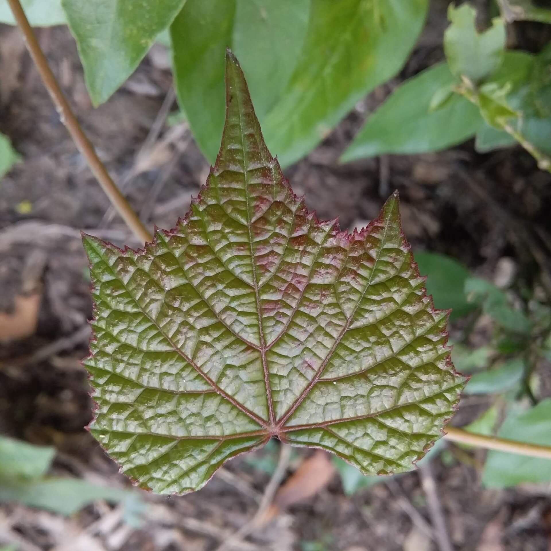 Rostnerviger Schlangenhaut-Ahorn (Acer rufinerve)