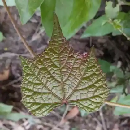 Foto von Rostnerviger Schlangenhaut-Ahorn (Acer rufinerve)