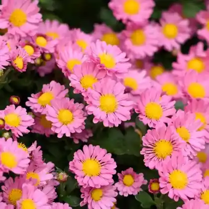 Foto von Kissen-Aster 'Rosenwichtel' (Aster dumosus 'Rosenwichtel')