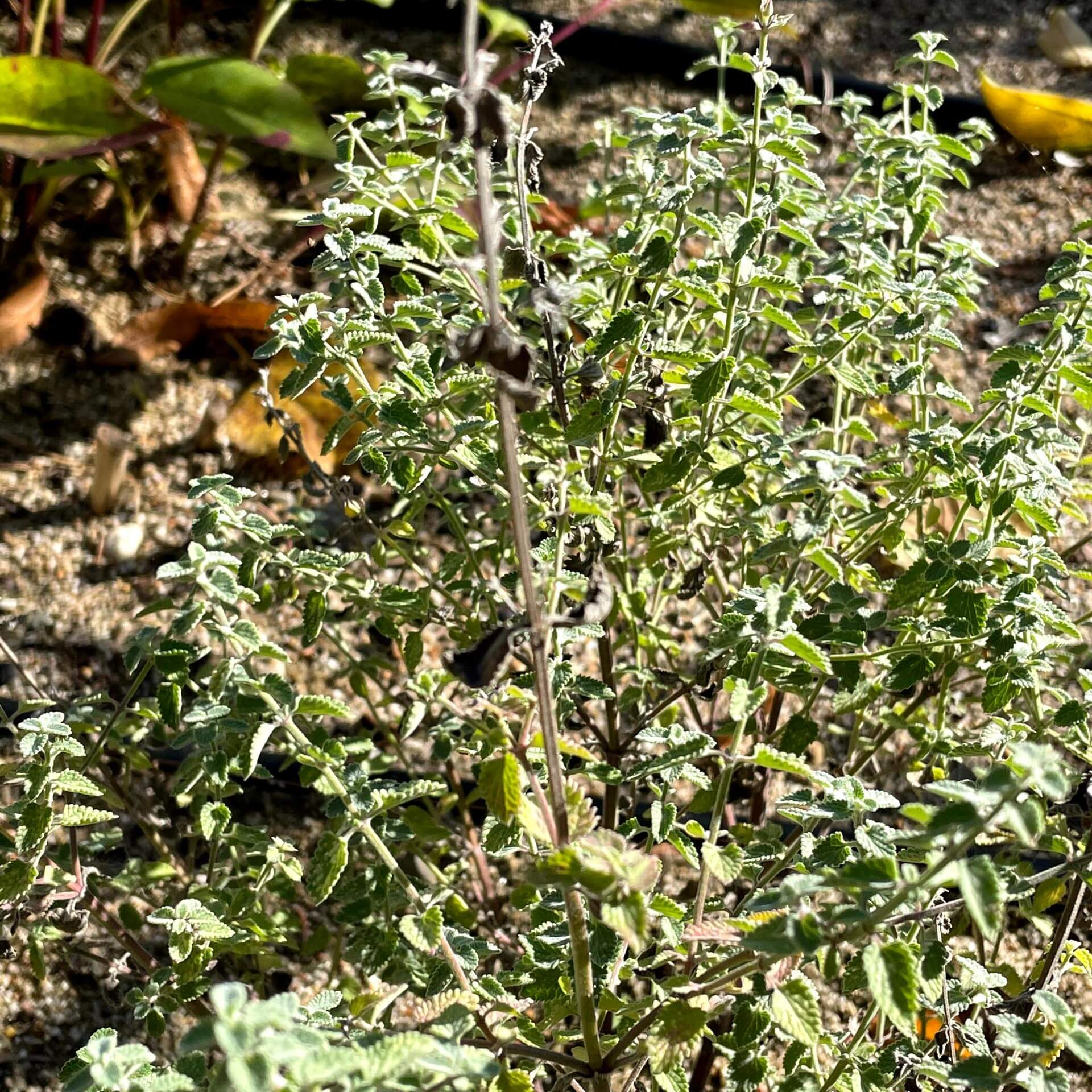Blaue Katzenminze 'Dropmore' (Nepeta x faassenii 'Dropmore')