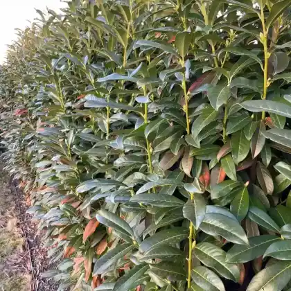 Foto von Kirschlorbeer 'Genolia' (Prunus laurocerasus 'Genolia')