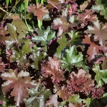 Foto von Silberglöckchen 'Chocolate Ruffles' (Heuchera micrantha 'Chocolate Ruffles')