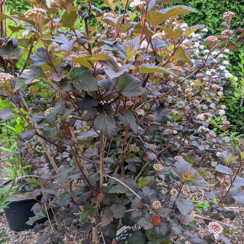 Dunkelrote Blasenspiere 'Diabolo' / Physocarpus opulifolius 'Diabolo'