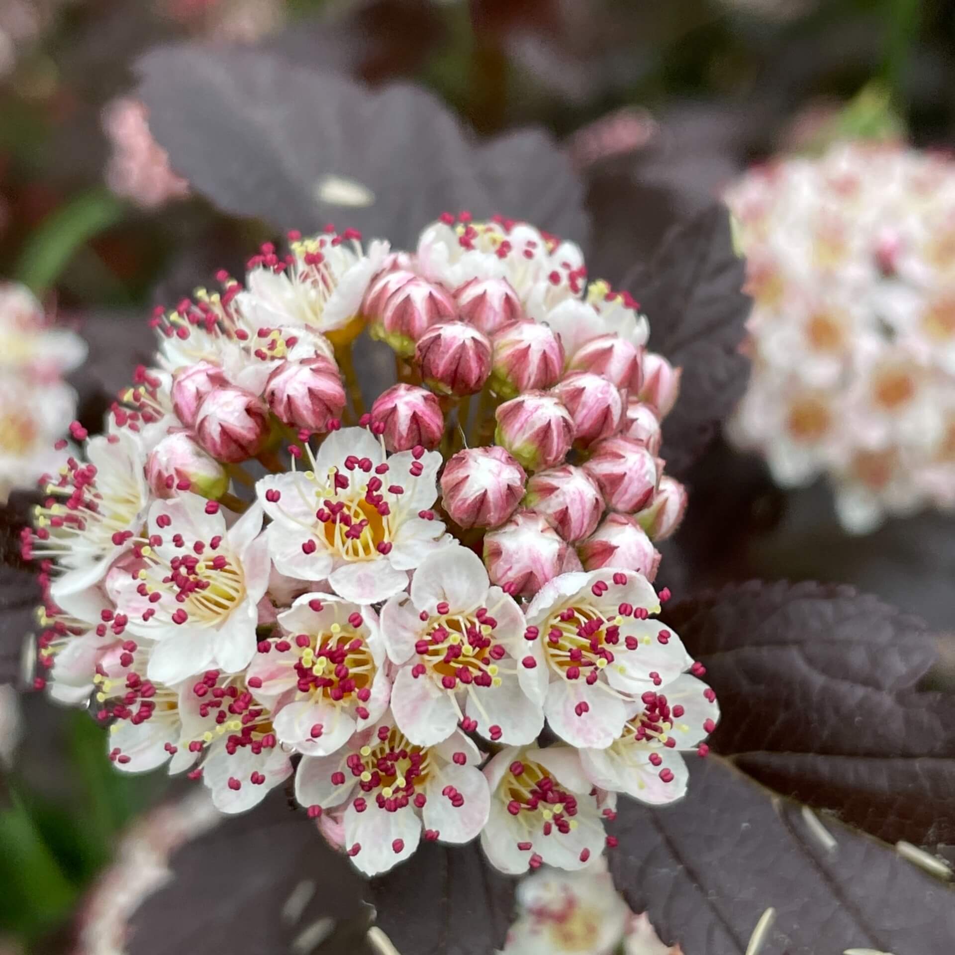 Dunkelrote Blasenspiere 'Diabolo'  (Physocarpus opulifolius 'Diabolo')