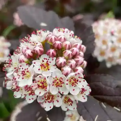 Foto von Dunkelrote Blasenspiere 'Diabolo'  (Physocarpus opulifolius 'Diabolo')