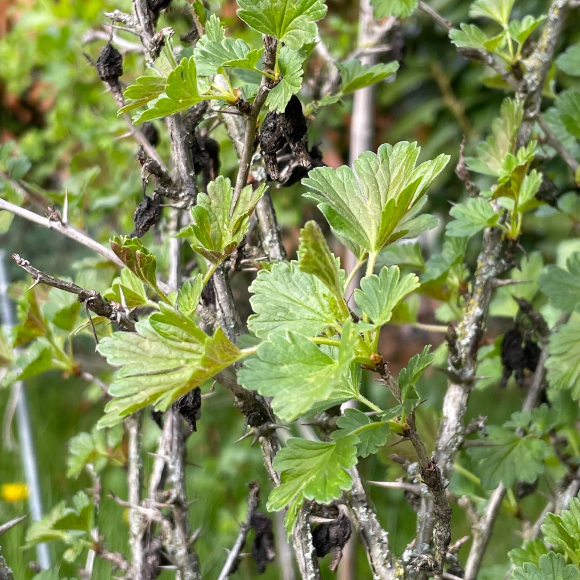 Stachelbeere 'Hinnonmäki gelb' (Ribes uva-crispa 'Hinnonmäki gelb')