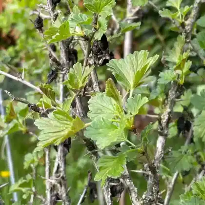 Foto von Stachelbeere 'Hinnonmäki gelb' (Ribes uva-crispa 'Hinnonmäki gelb')